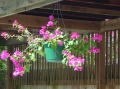 Jardin 4