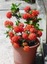 Jardin 5