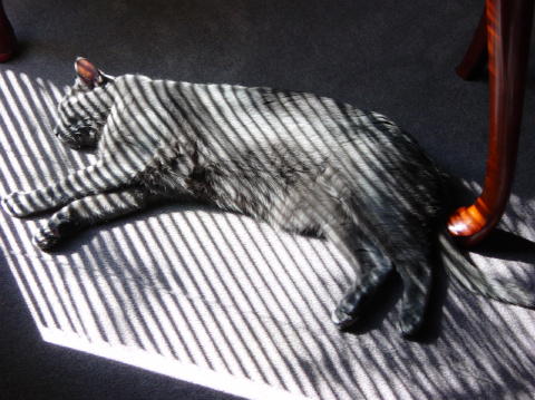 Quel zebre, ce chat
