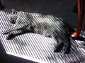 Quel zebre, ce chat
