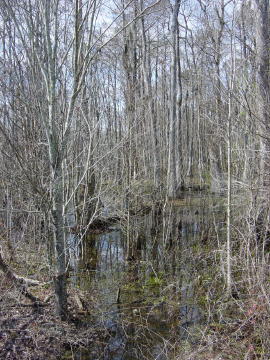 Swamps 1