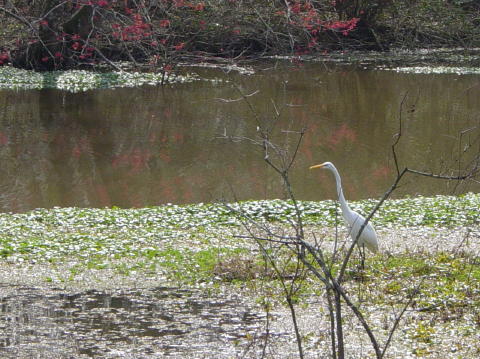 Swamps 2
