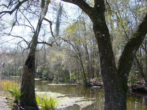Swamps 3