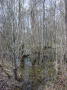 Swamps 1