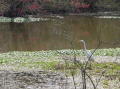 Swamps 2