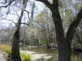 Swamps 3