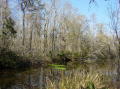 Swamps 4