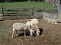 Old Sturbridge village 6