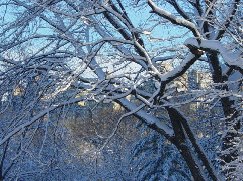 Neige a Central Park 6