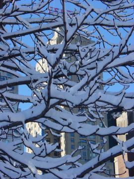 Neige a Central Park 11