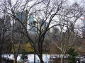 Central Park 3