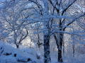Neige a Central Park 3