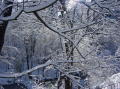 Neige a Central Park 5