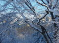 Neige a Central Park 6