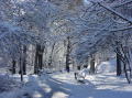 Neige a Central Park 10