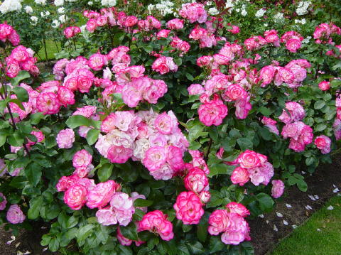 Portland rose garden 12