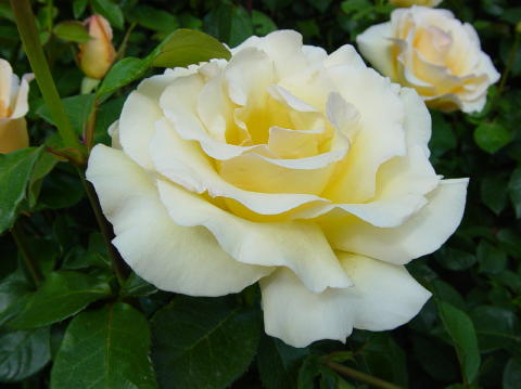 Portland rose garden 13
