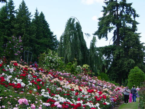 Portland rose garden 16