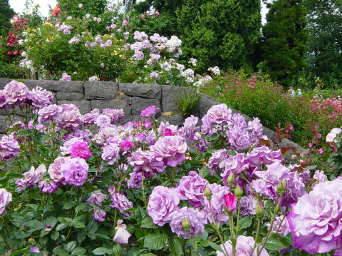 Portland rose garden 17