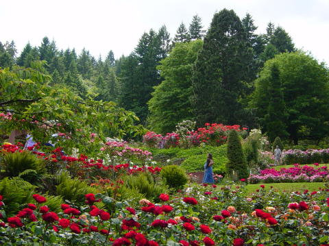 Portland rose garden 18
