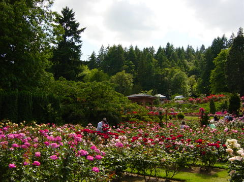 Portland rose garden 20