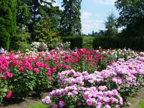 Portland rose garden 23