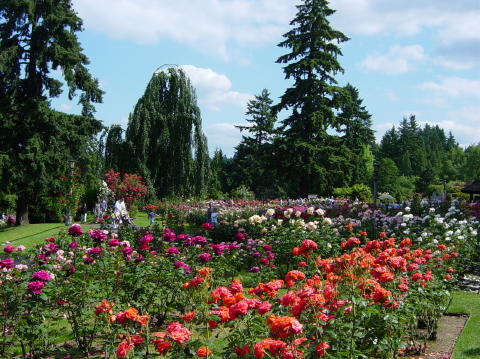 Portland rose garden 24