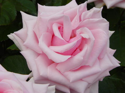 Portland rose garden 7