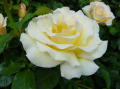 Portland rose garden 13