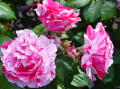 Portland rose garden 14