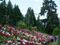 Portland rose garden 16