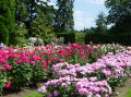Portland rose garden 23