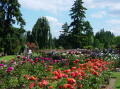 Portland rose garden 24