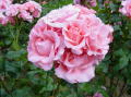 Portland rose garden 4