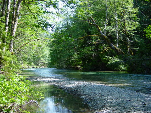 Ohanapecosh river, grove of patriarchs 6