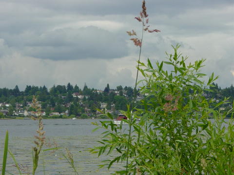 Seattle marshes 2