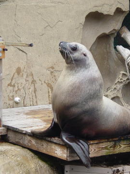 Vancouver aquarium 6