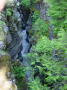Ohanapecosh river, grove of patriarchs 1