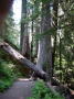 Ohanapecosh river, grove of patriarchs 2