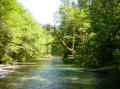 Ohanapecosh river, grove of patriarchs 3