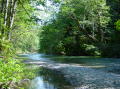 Ohanapecosh river, grove of patriarchs 6