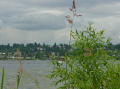 Seattle marshes 2