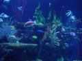 Vancouver aquarium 3