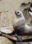 Vancouver aquarium 6