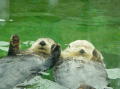 Vancouver aquarium 7