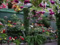 Victoria Butchart gardens 1