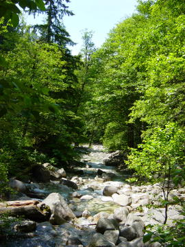 Shannon falls 2