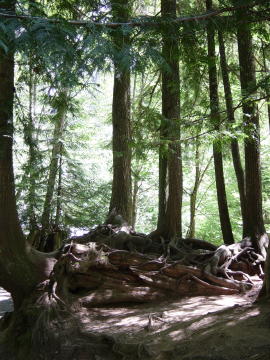 Shannon falls 5