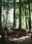 Shannon falls 5