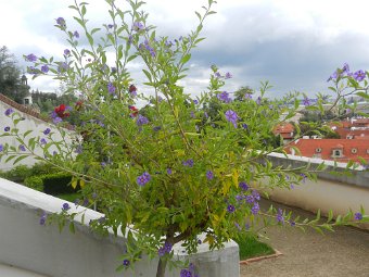DSCN2685.JPG